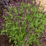 Aromatiques - Basilic Thaï - Cuisine du Monde - face recto